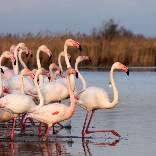 Parc Ornithologique de Pont de Gau aux Saintes-Maries-de-la-Mer — 60 ha de marais, roselières et étangs où observer centaines de flamants roses et espèces migratrices sur des sentiers aménagés.