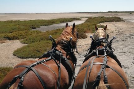 Balade en calèche avec Nico aux Saintes‑Maries‑de‑la‑Mer, découverte authentique de la Camargue au rythme des sabots, paysages marécageux et faune locale commentée toute l’année.