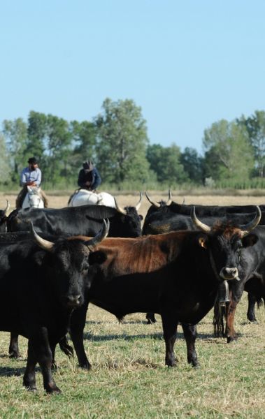 Manade Cavallini – Mas de Pioch aux Saintes-Maries-de-la-Mer : élevage familial de taureaux camarguais, chambres d’hôtes dans un mas provençal, ferrades, courses de vachettes et journées traditionnelles en Camargue.