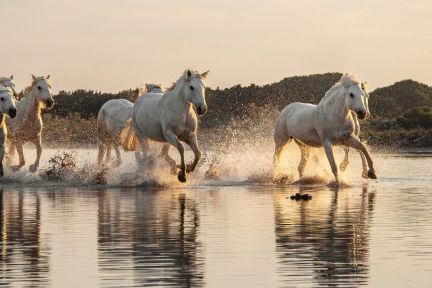 Camarguetraditionphotos – workshops photo immersifs aux Saintes‑Maries‑de‑la‑Mer, guidés par des natifs, au plus près des traditions : chevaux sauvages sur la plage, gardians dans les marais, scènes authentiques camarguaises.